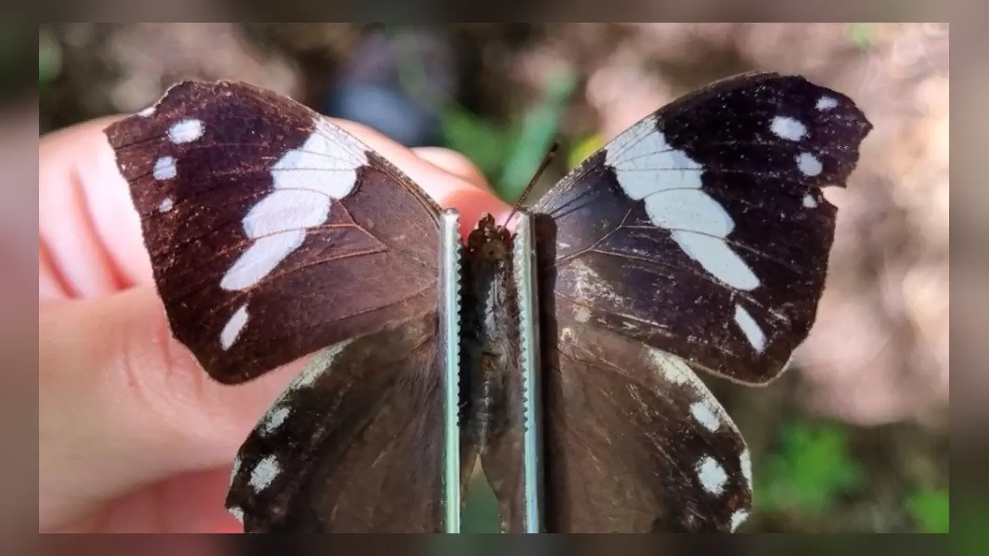 Estudo mostra riqueza de borboletas e mariposas no norte de Minas Gerais